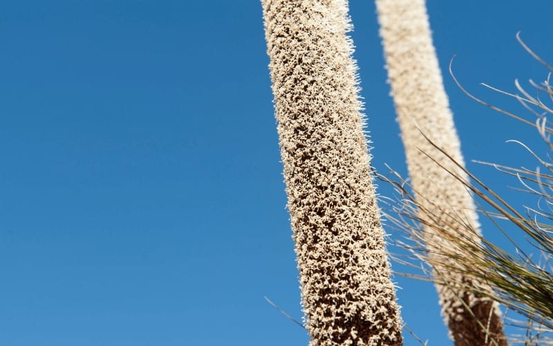 Xanthorrhoea-Latifolia