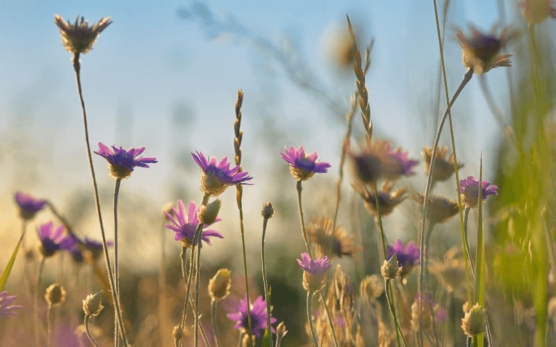 Xeranthemum Annuum