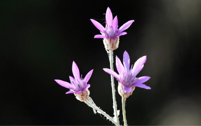 Xeranthemum Lumina