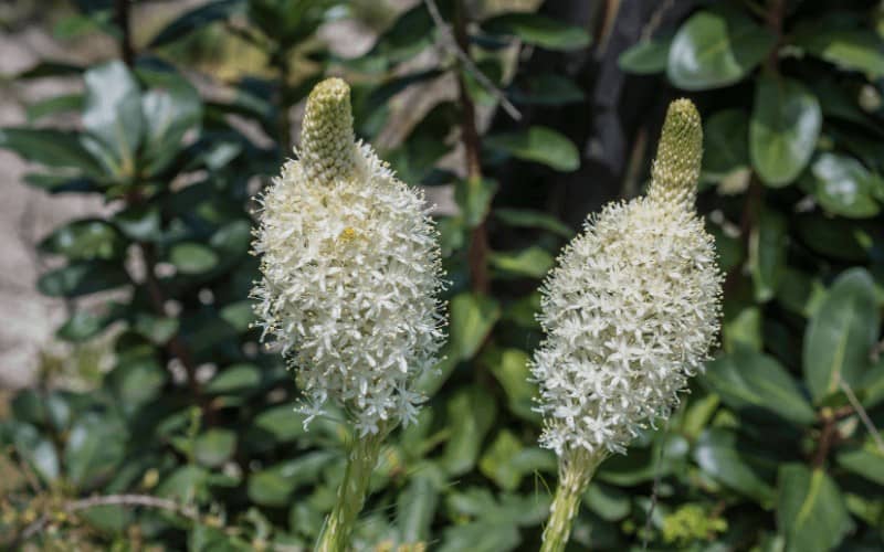 Xerophyllum Tenax