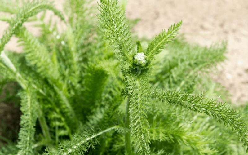 Yarrow