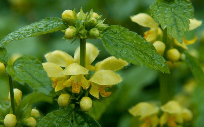 Yellow Archangel