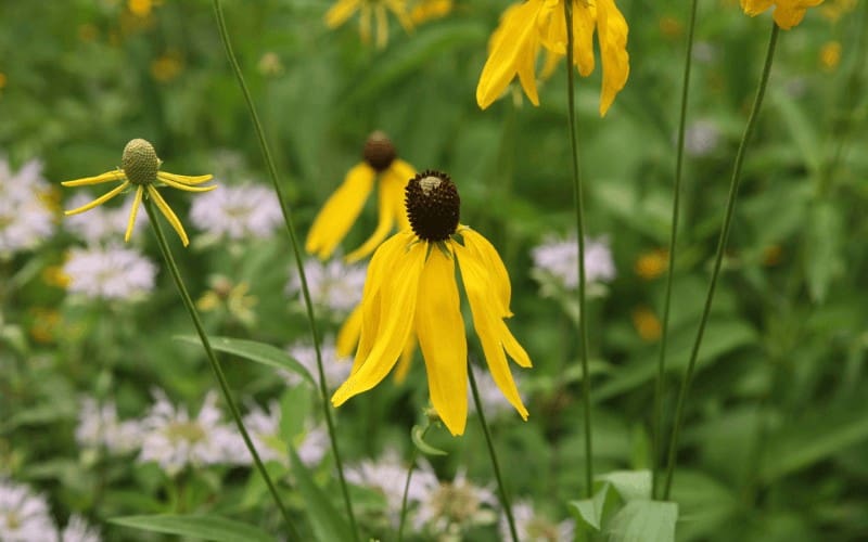 Yellow Coneflower