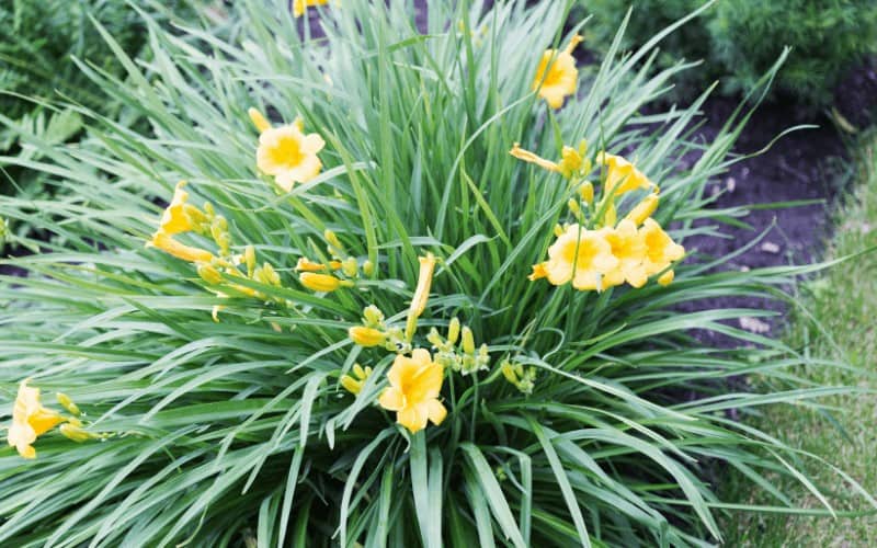 Yellow Daylily