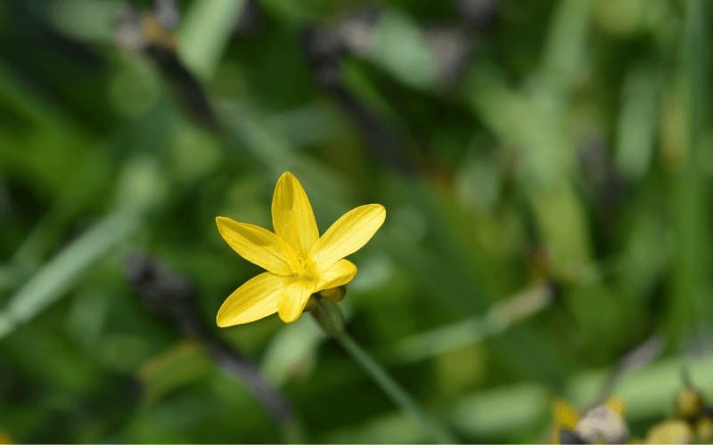 Yellow-Eyed Grass