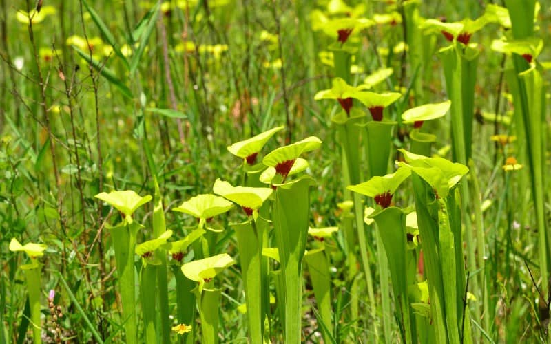 Yellow Pitcher