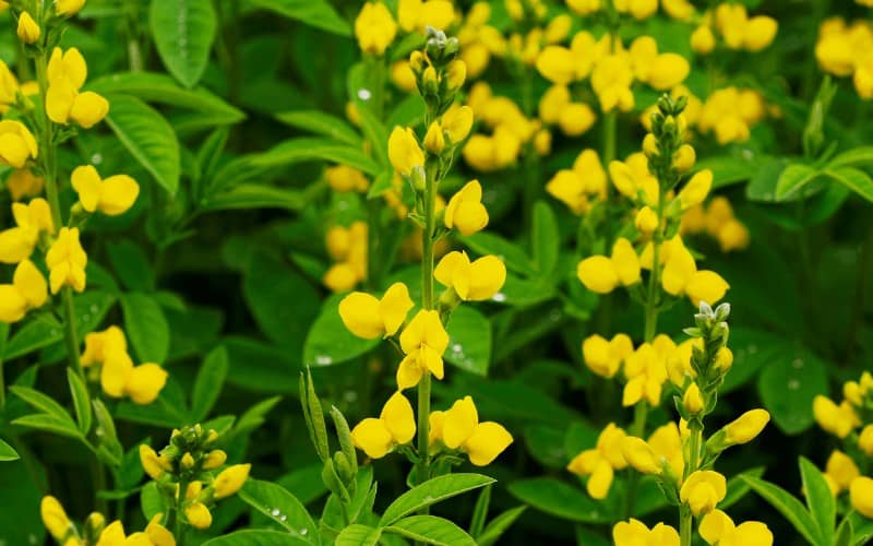 Yellow Wild Indigo