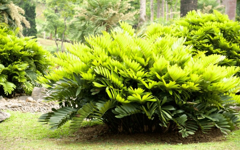 Zamia