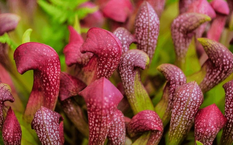 Zantedeschia