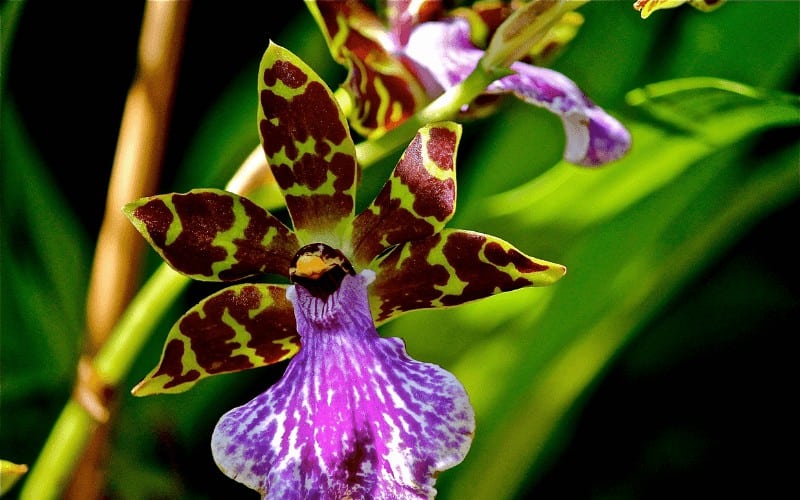 Zygopetalum