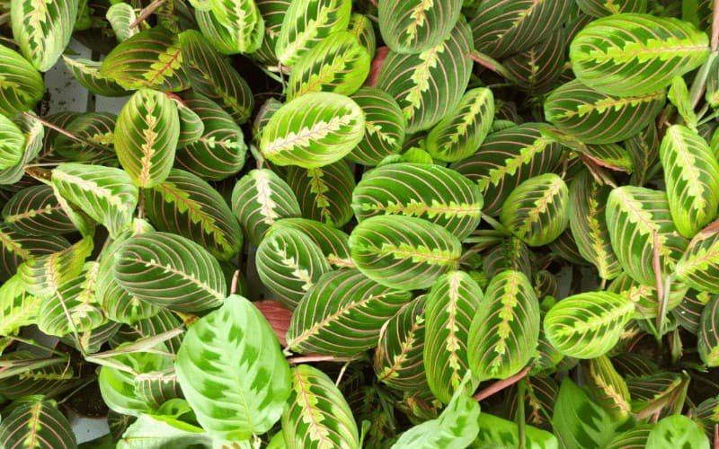 maranta plant vs calathea plant