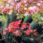 signs of a dying japanese maple tree