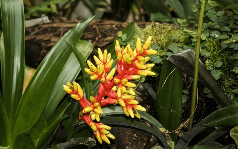 Aechmea Triticina