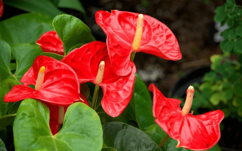 Anthurium