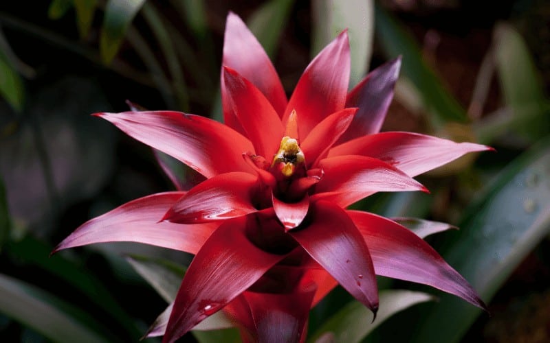 Bromeliad