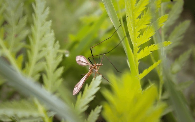 Can Diatomaceous Earth Kill Gnats