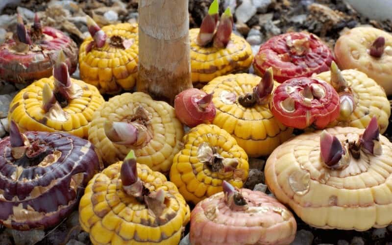 Can I Leave Gladiolus Bulbs In The Ground?