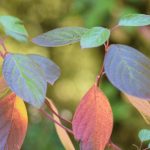 Can You Save a Dying Dogwood Plant