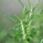 Can a Dying Rosemary Plant Be Revived