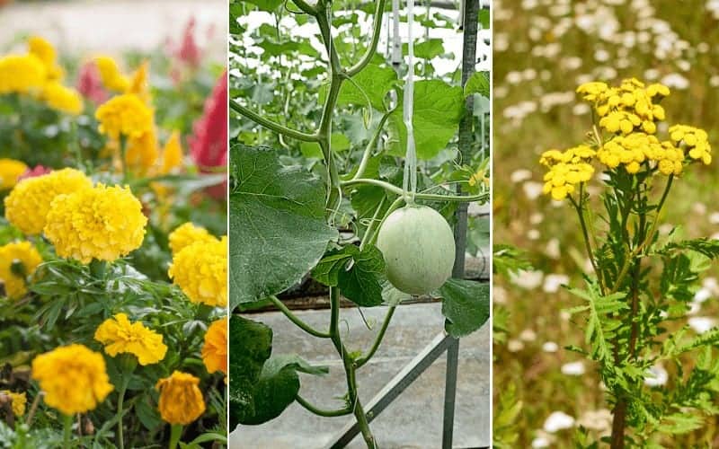 27 Best Companion Plants For Cantaloupe (With IMAGES)