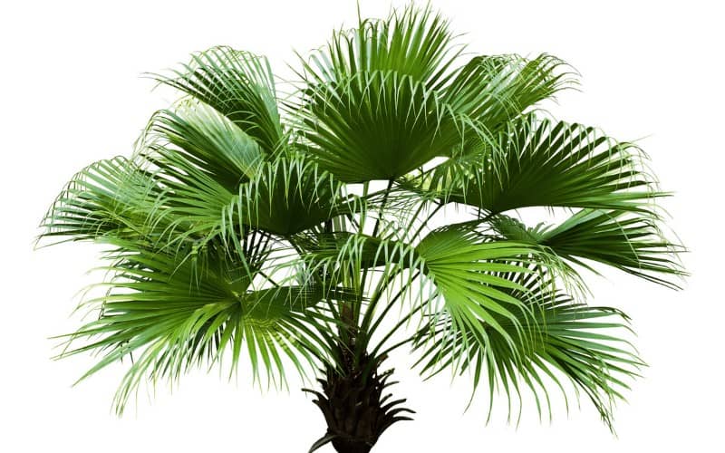 Chinese Fan Palm