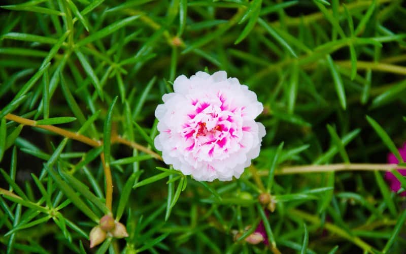 Common Purslane