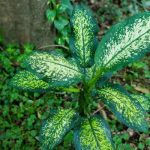 Dieffenbachia Plant Light Requirements