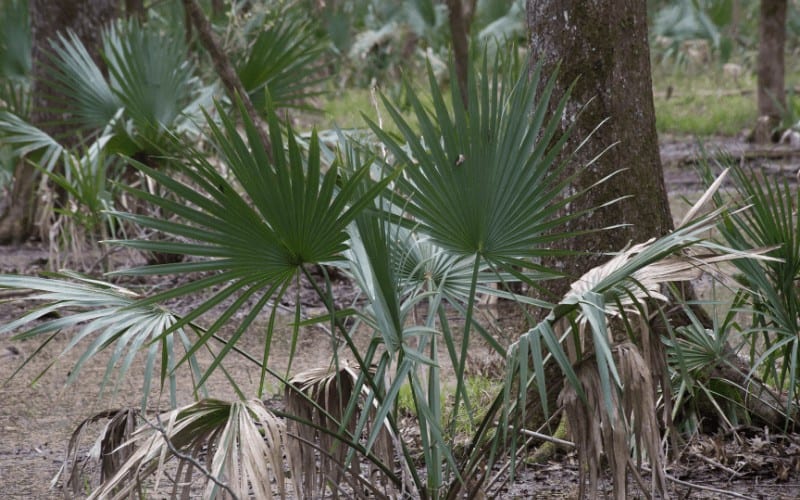 Dwarf Palmetto