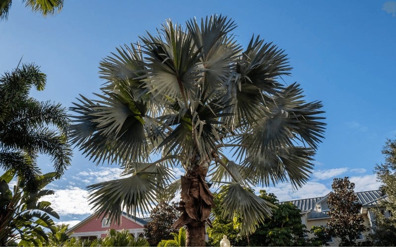 Florida Silver Palm