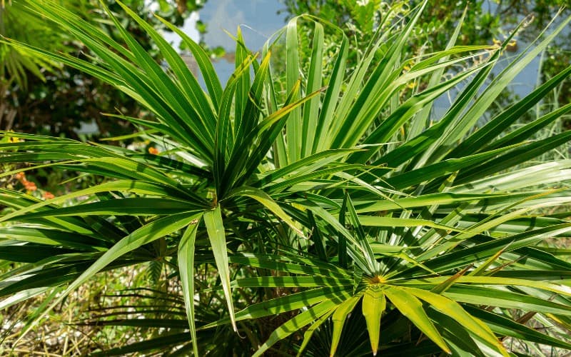 Florida Thatch Palm