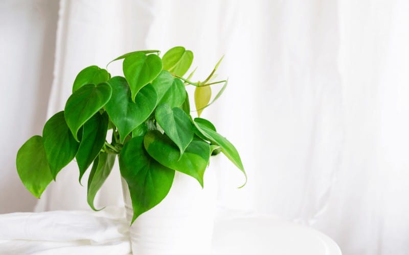 Heart Leaf Philodendron