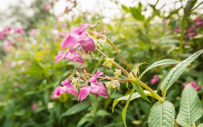 Himalayan Balsam