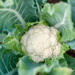How Cauliflower Was Made