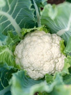 How Cauliflower Was Made