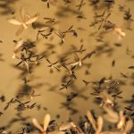 How Long Does It Take for Diatomaceous Earth to Kill Gnats