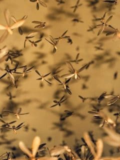How Long Does It Take for Diatomaceous Earth to Kill Gnats