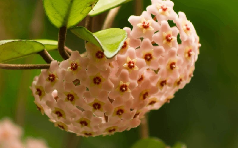 How To Care For Hoya Krimson Princess