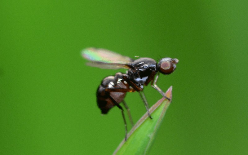 How To Get Rid Of Gnats In Houseplants With Vinegar