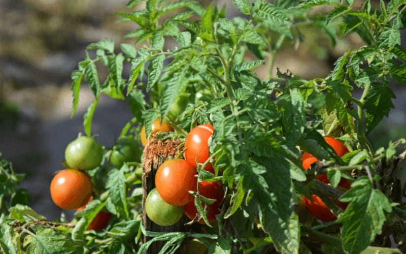 How To Save a Wilted Tomato Plant