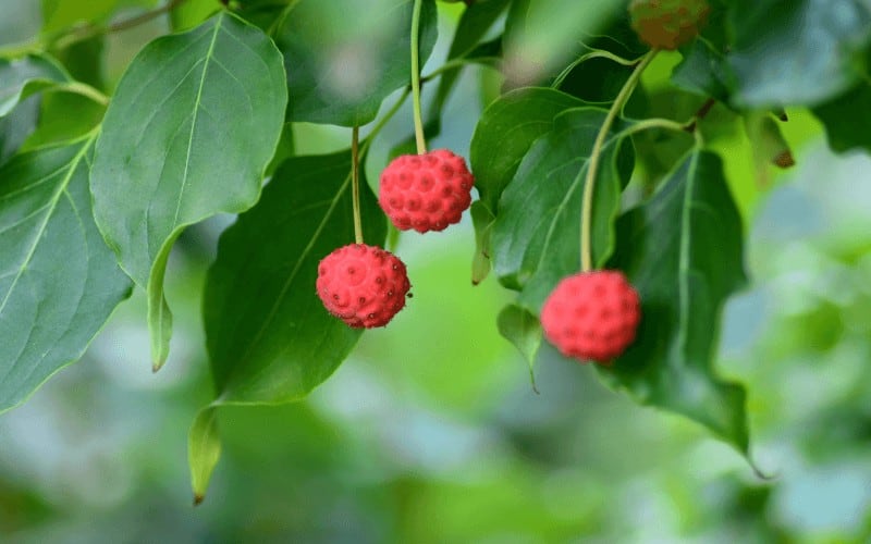 How to Save a Dying Dogwood Plant