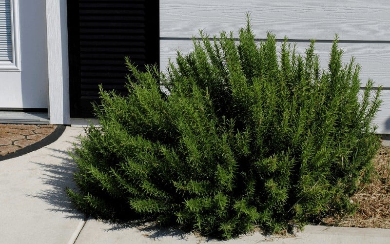 How to Save a Dying Rosemary Plant