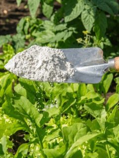 How to Use Diatomaceous Earth in Potted Plants