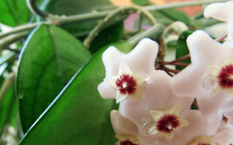 Hoya Carnosa Plant