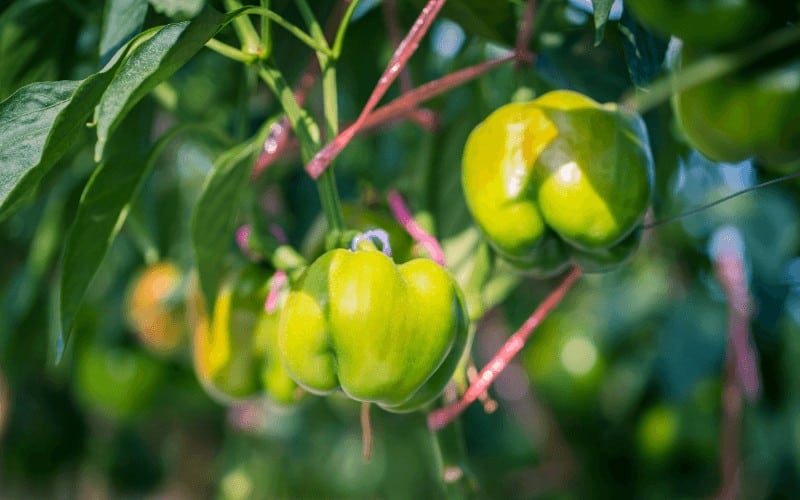 Er Paprika En Frukt Eller En Grønnsak