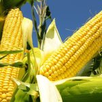 Is Corn Man-Made