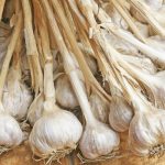 Is Garlic Man-Made