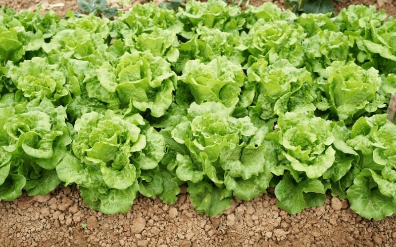 Is Lettuce Man Made