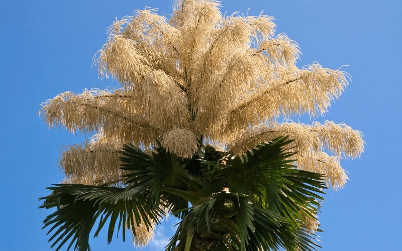 Latania Palm