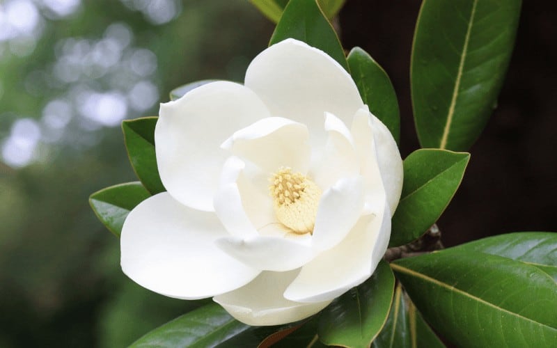 Magnolia