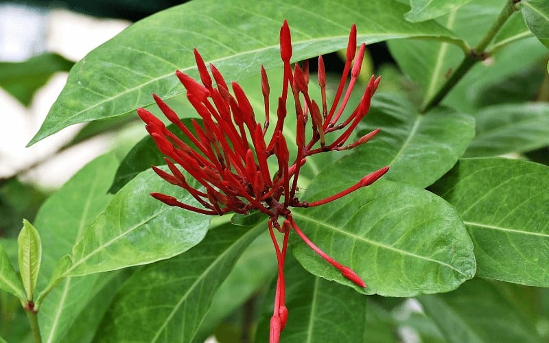 Maltese cross